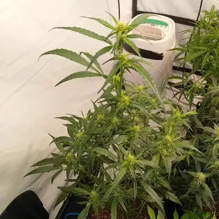 FrostybudZGenetics Deja Blue Night owl