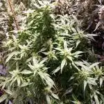 FrostybudZGenetics Sourdelica Night owl
