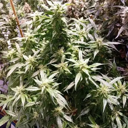 FrostybudZGenetics Sourdelica Night owl