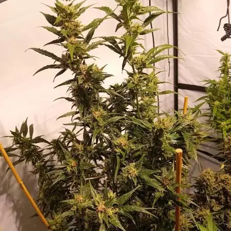 FrostybudZGenetics Deja Blue Night owl