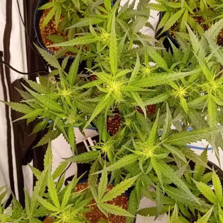 FrostybudZGenetics QueensBanner Nightowl