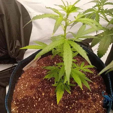 FrostybudZGenetics Deja Blue Night owl