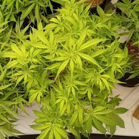 FrostybudZGenetics Sourdelica Night owl