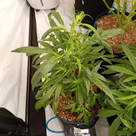 FrostybudZGenetics Deja Blue Night owl