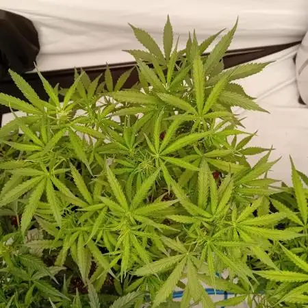 FrostybudZGenetics All GAS OG Humdbolt