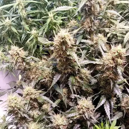 FrostybudZGenetics QueensBanner Nightowl