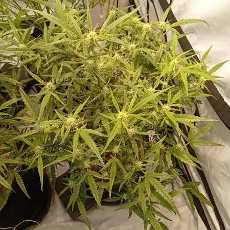 FrostybudZGenetics Wedding Cheesecake