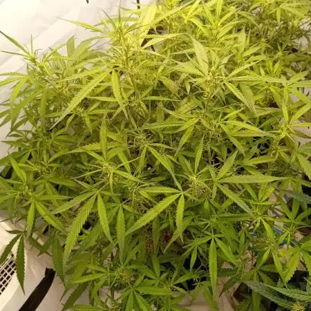 FrostybudZGenetics Gelato Fastbuds
