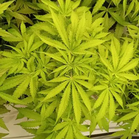 FrostybudZGenetics Sourdelica Night owl
