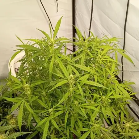 FrostybudZGenetics Gelato Fastbuds