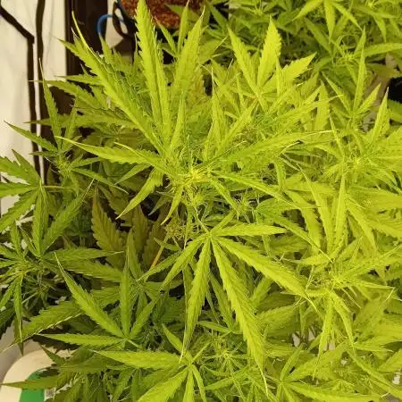 FrostybudZGenetics Scoopski Night owl