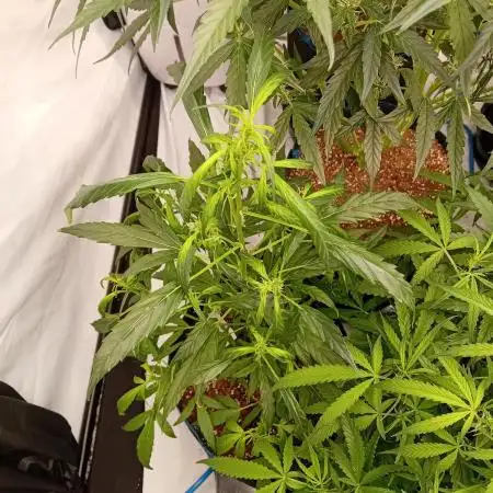 FrostybudZGenetics Deja Blue Night owl