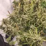 FrostybudZGenetics All GAS OG Humdbolt