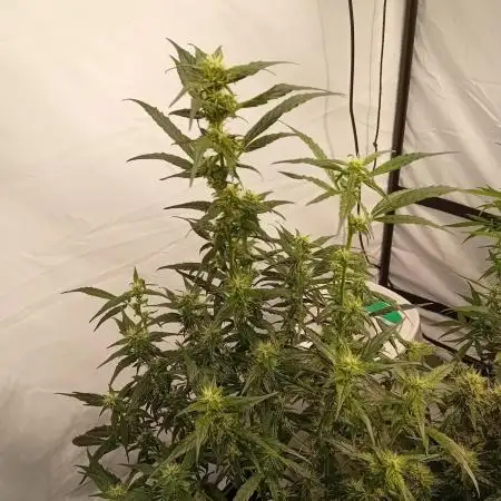 FrostybudZGenetics Deja Blue Night owl