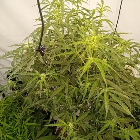 FrostybudZGenetics Scoopski Night owl
