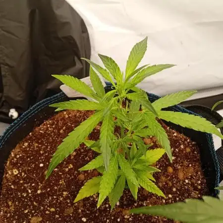 FrostybudZGenetics Deja Blue Night owl