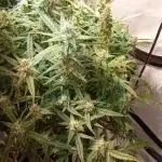FrostybudZGenetics Wedding Cheesecake