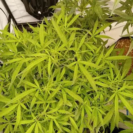 FrostybudZGenetics Gelato Fastbuds