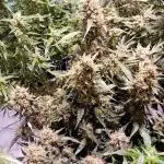 FrostybudZGenetics QueensBanner Nightowl