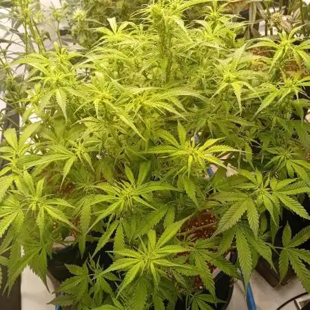 FrostybudZGenetics Sourdelica Night owl