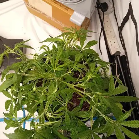 FrostybudZGenetics Gelato Fastbuds