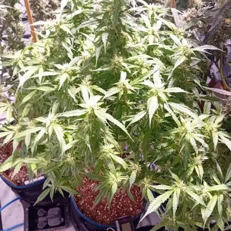 FrostybudZGenetics Sourdelica Night owl