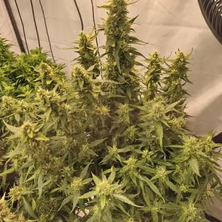 FrostybudZGenetics Gelato Fastbuds