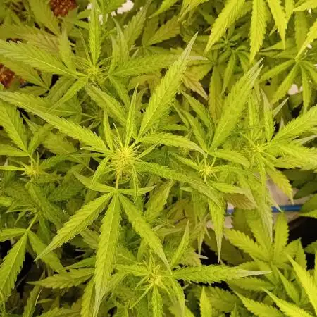 FrostybudZGenetics QueensBanner Nightowl
