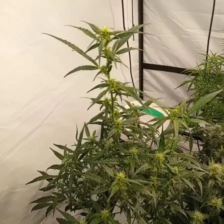 FrostybudZGenetics Deja Blue Night owl