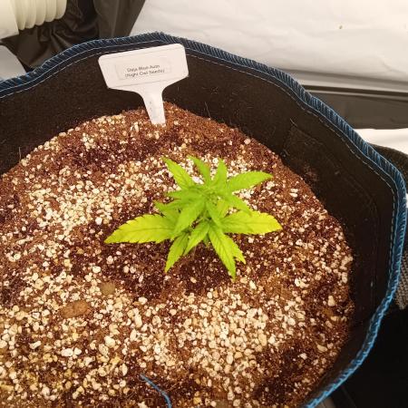 FrostybudZGenetics Deja Blue Night owl