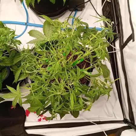 FrostybudZGenetics Wedding Cheesecake
