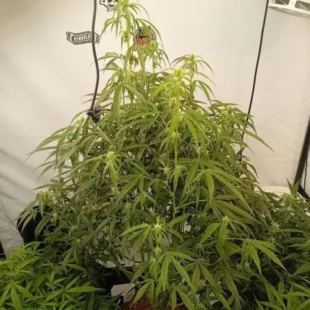 FrostybudZGenetics Scoopski Night owl