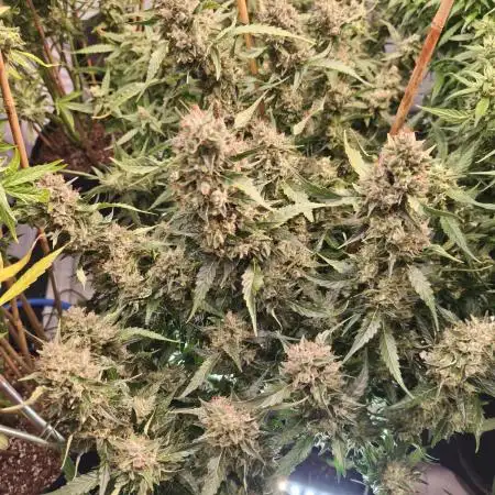 FrostybudZGenetics QueensBanner Nightowl