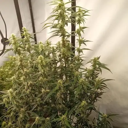 FrostybudZGenetics Scoopski Night owl