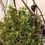 FrostybudZGenetics Gelato Fastbuds