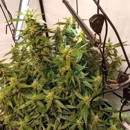 FrostybudZGenetics Gelato Fastbuds