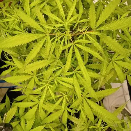 FrostybudZGenetics Gelato Fastbuds