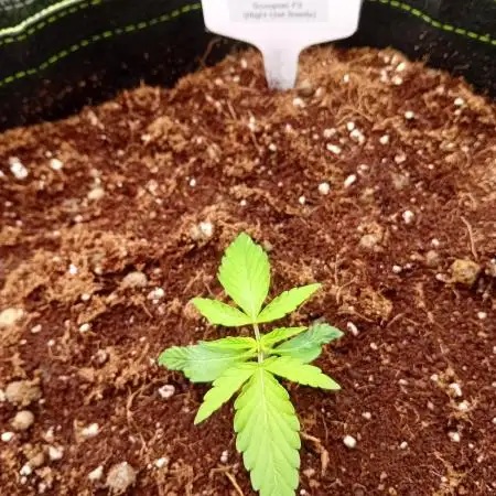 FrostybudZGenetics Scoopski Night owl