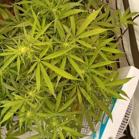 FrostybudZGenetics All GAS OG Humdbolt