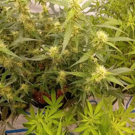 FrostybudZGenetics QueensBanner Nightowl