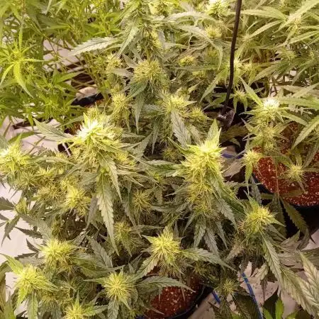 FrostybudZGenetics QueensBanner Nightowl