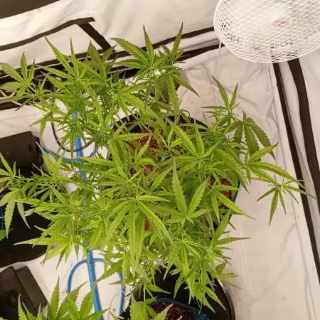 FrostybudZGenetics Wedding Cheesecake