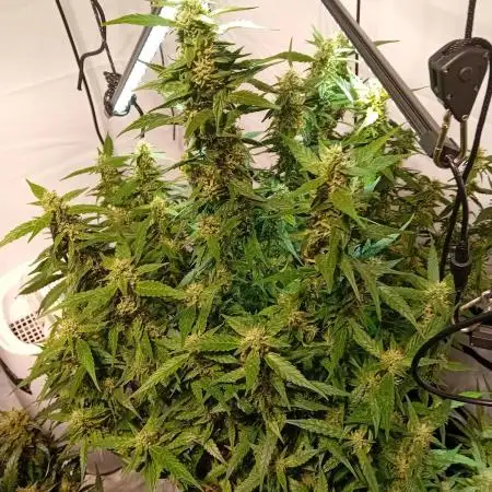FrostybudZGenetics Gelato Fastbuds