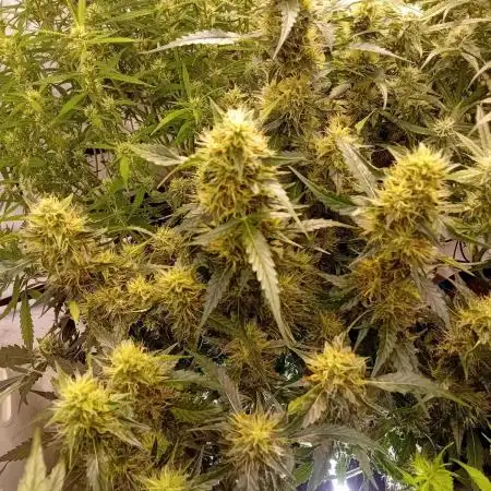 FrostybudZGenetics QueensBanner Nightowl