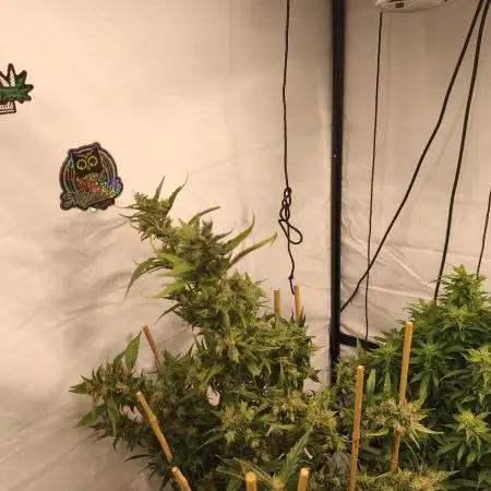 FrostybudZGenetics Deja Blue Night owl