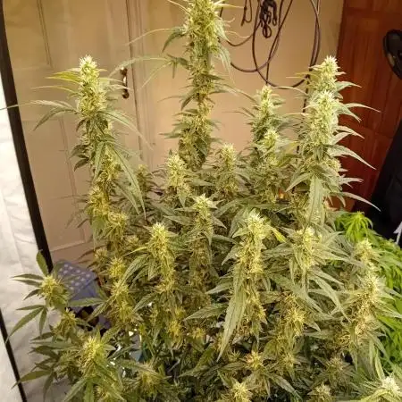 FrostybudZGenetics Scoopski Night owl