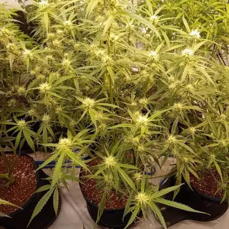 FrostybudZGenetics All GAS OG Humdbolt