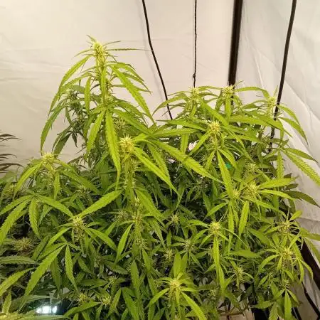 FrostybudZGenetics Gelato Fastbuds