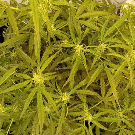 FrostybudZGenetics Scoopski Night owl