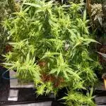 FrostybudZGenetics Sourdelica Night owl